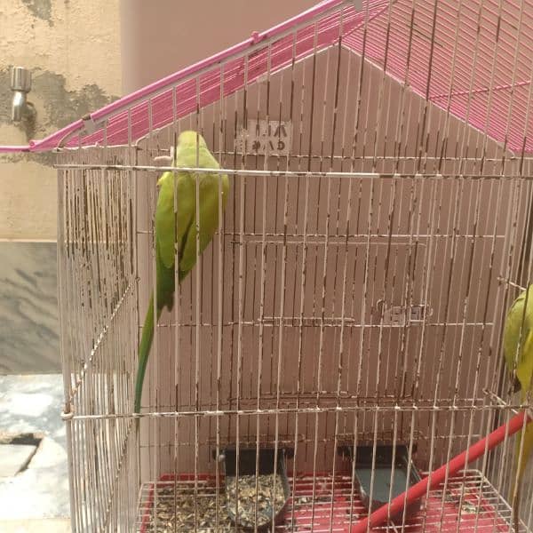 Green parrot beautiful pair with cage urgent for sale 5