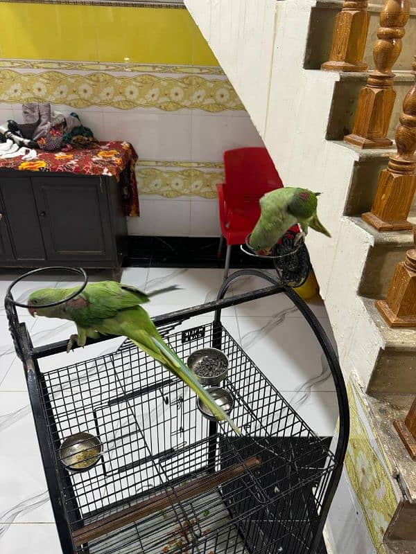 Jambo size Active and healthy Raw parrot pair 1