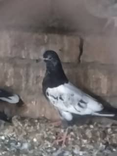 Teddy pigeons | Neel Dumay, young, baby,pairs for sale