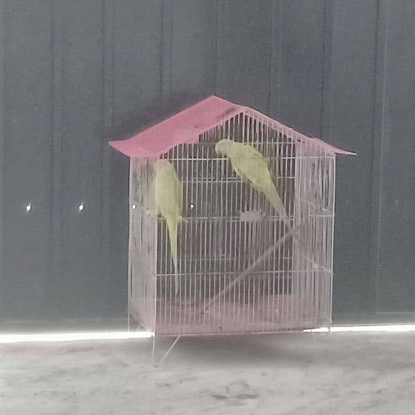 Green parrot beautiful pair with cage urgent for sale 6