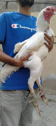 high quality qandhari heera aseel chicks . kandhari . qandari