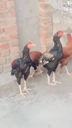 Aseel 2 pair eggs laying urgent for sale