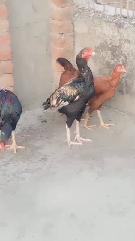 Aseel 2 pair eggs laying urgent for sale 2