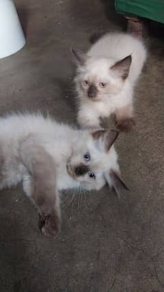 kitten Himalayan