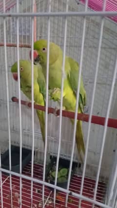 Green parrot beautiful pair with cage urgent for sale