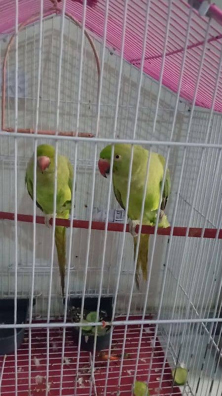 Green parrot beautiful pair with cage urgent for sale 2