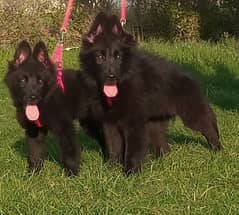 topline show  class quality black gsd proper long coat pair for sale