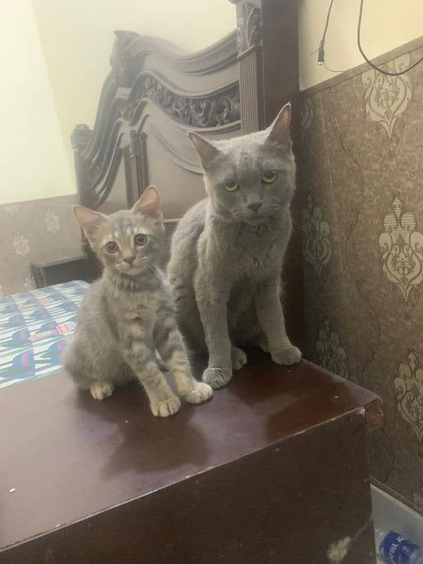 American curl and chartreux short hair breed adoption 0