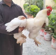 white cochin pair for sale