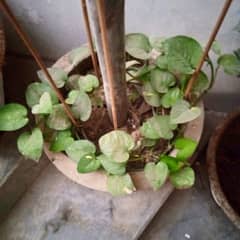 Money-Plant with vibrant green Leaves And chilli plant