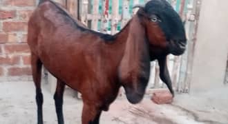 beetal goat|nagri goat|Desi goat|goat for sale