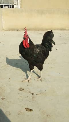 Australorp Fancy Murga 8 Months Age