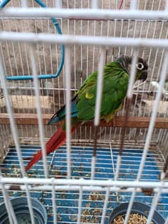 Conure