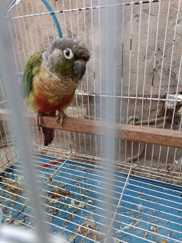 Conure parrot male for sale. Ready to breed. 1