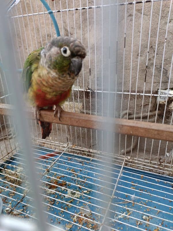 Conure parrot male for sale. Ready to breed. 3