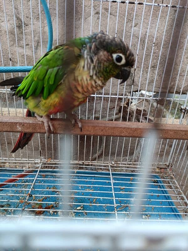 Conure parrot male for sale. Ready to breed. 4