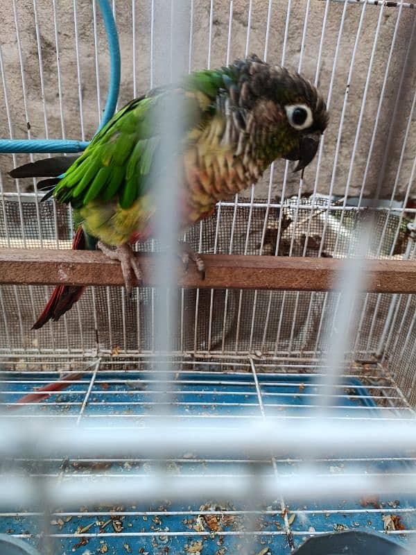 Conure parrot male for sale. Ready to breed. 5