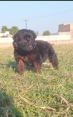 German Shepherd double coat male 2 month for sale available