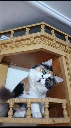 persian triple coat punch face female kittens