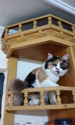 persian triple coat punch face female kittens