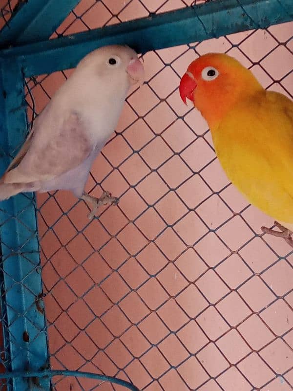 Love bird 3