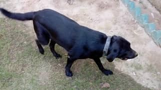 labrador black female and brown pair… rottweiller female