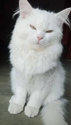 Persian mannered male cate for sale