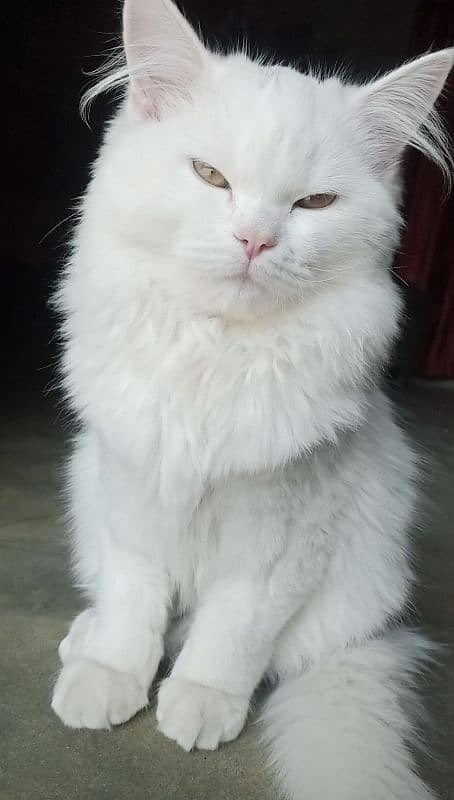 Persian mannered male cate for sale 0