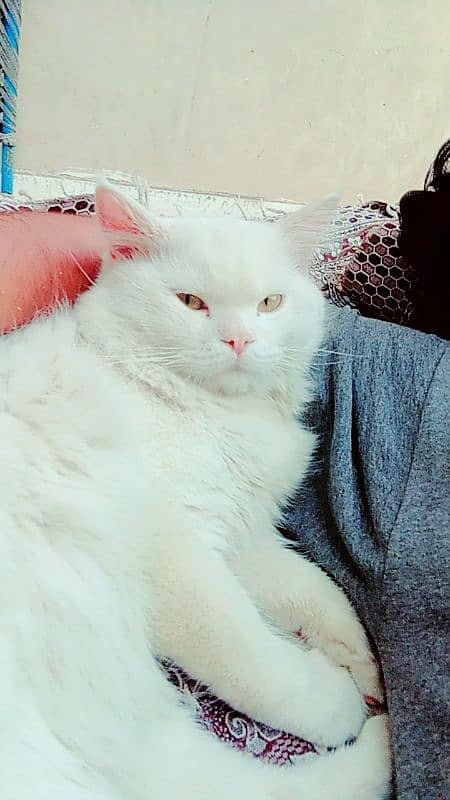 Persian mannered male cate for sale 2