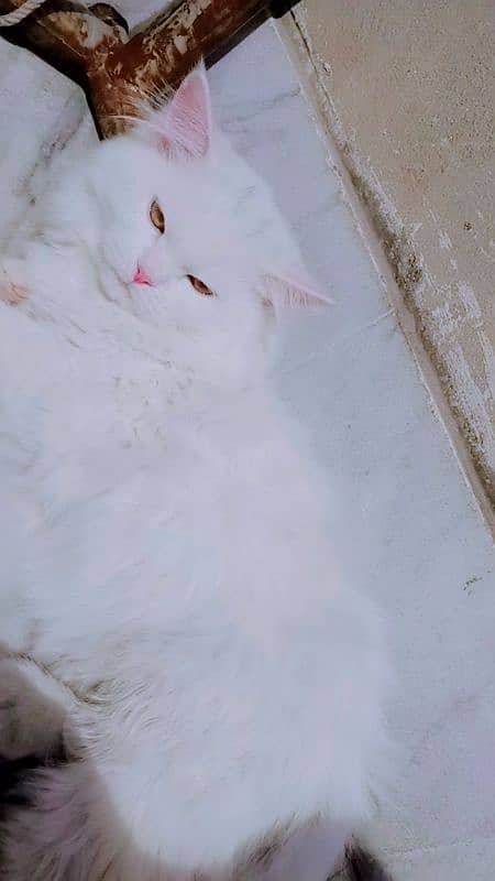 Persian mannered male cate for sale 4