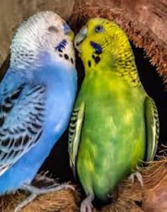 Budgies pair for sale