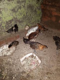 8 femail chils and 2 male chicks urgent for sale