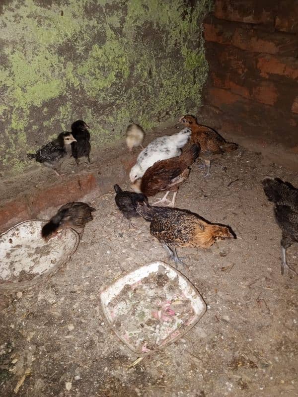 8 femail chils and 2 male chicks urgent for sale 0