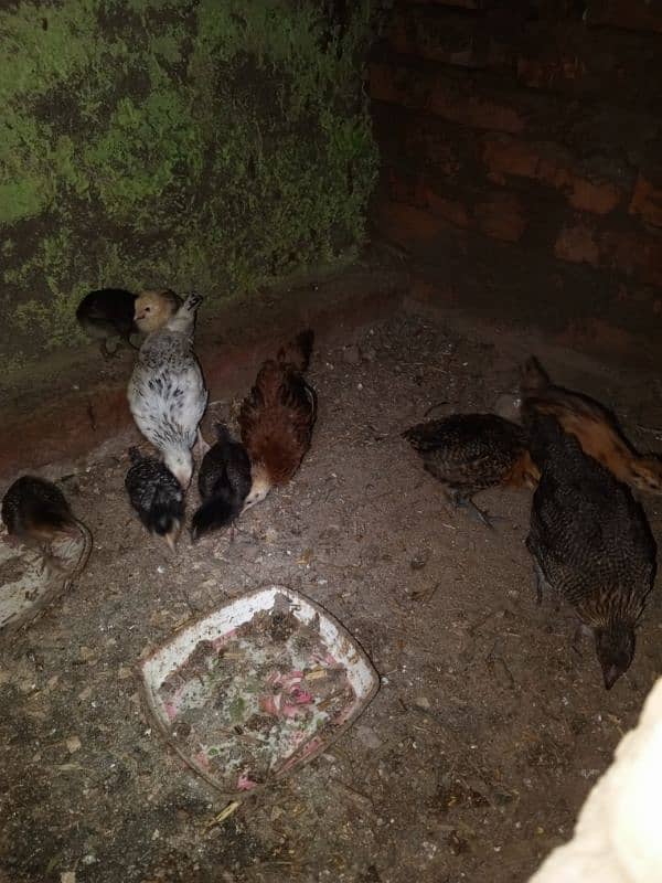 8 femail chils and 2 male chicks urgent for sale 1