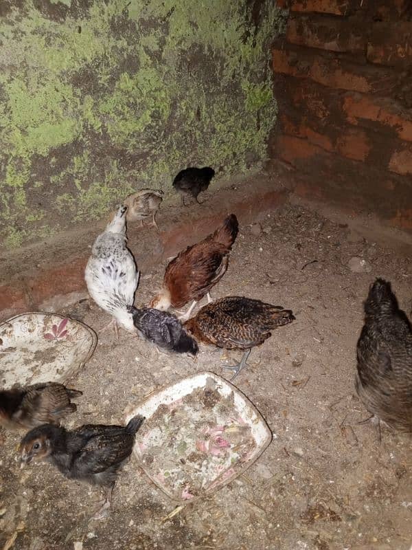 8 femail chils and 2 male chicks urgent for sale 2