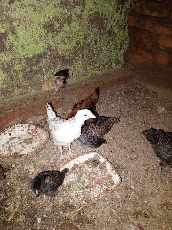 8 femail chils and 2 male chicks urgent for sale 3