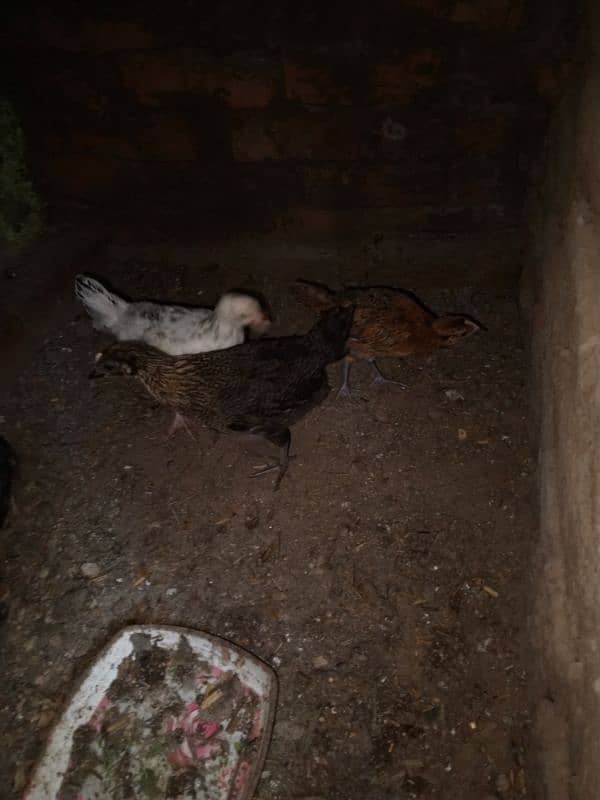 8 femail chils and 2 male chicks urgent for sale 4