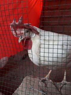 white layer hen for sell