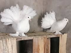 Indian Fantail // English Fantail // White Lucky Kabootar // 5