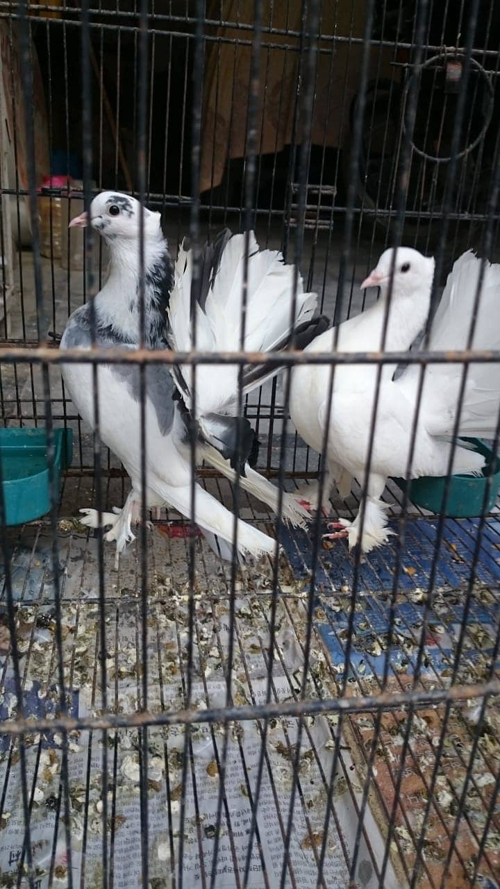 Indian Fantail // English Fantail // White Lucky Kabootar // 10