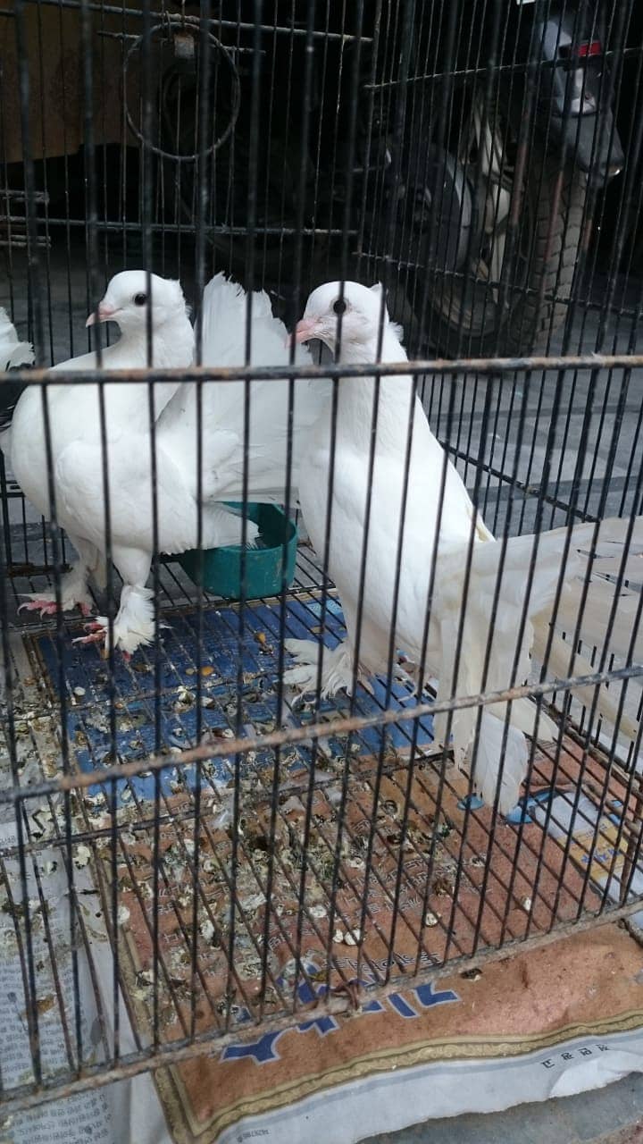 Indian Fantail // English Fantail // White Lucky Kabootar // 11