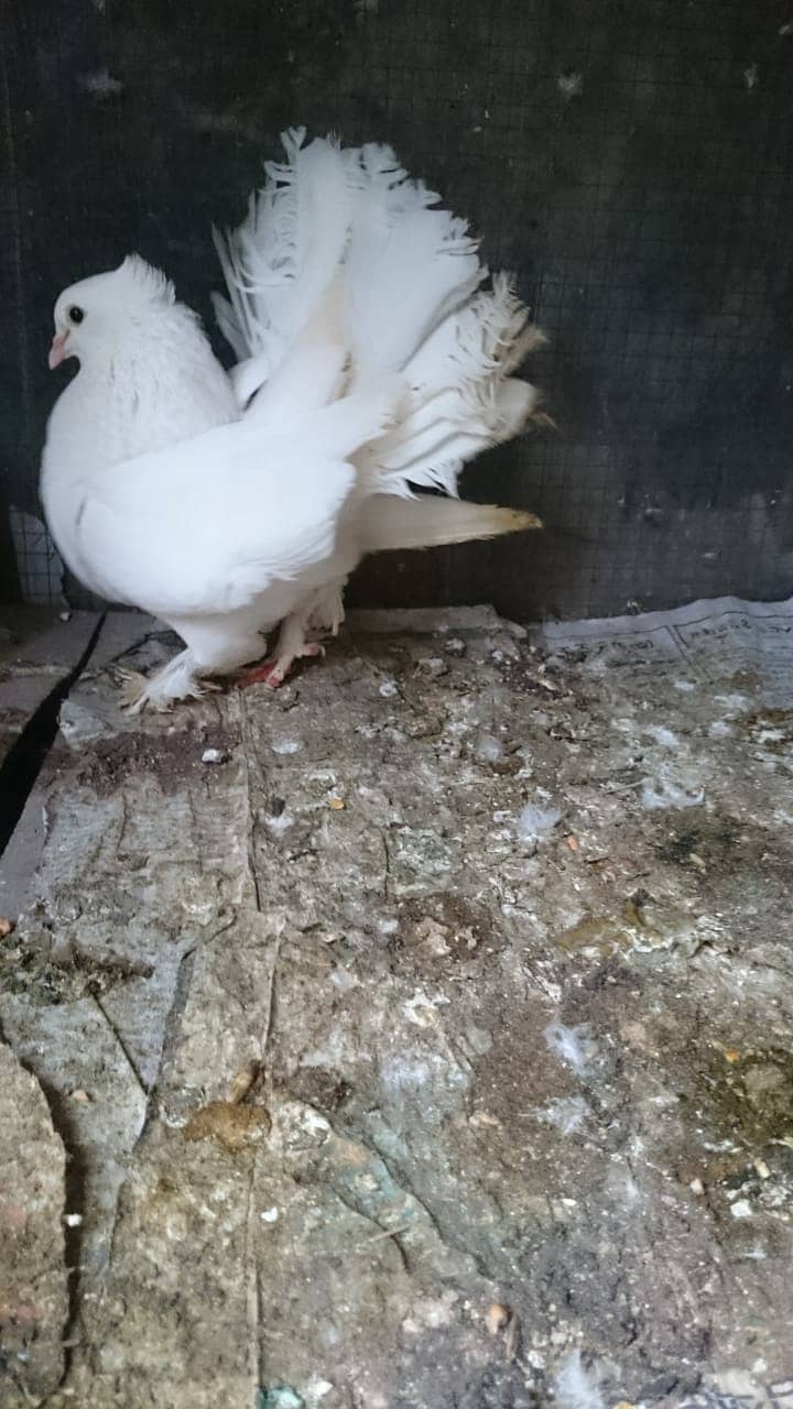 Indian Fantail // English Fantail // White Lucky Kabootar // 13