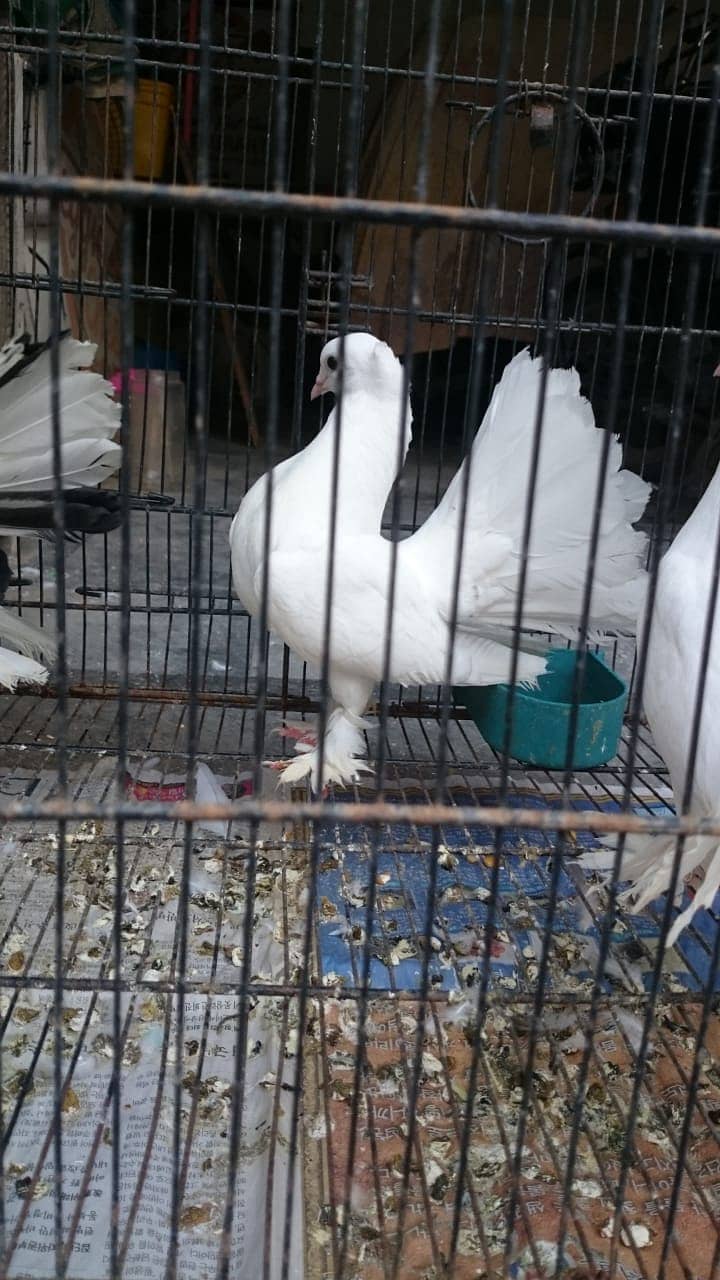 Indian Fantail // English Fantail // White Lucky Kabootar // 16