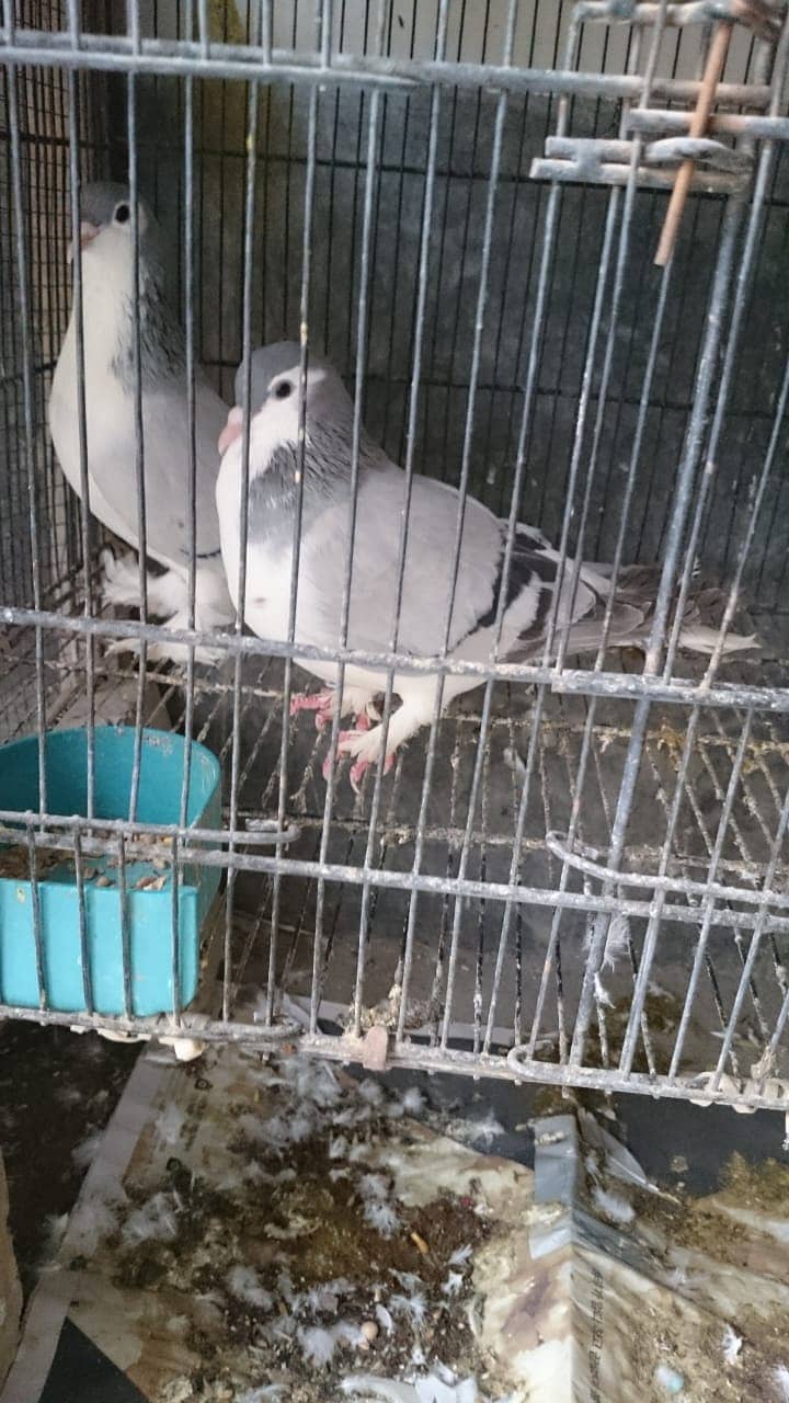 Indian Fantail // English Fantail // White Lucky Kabootar // 17