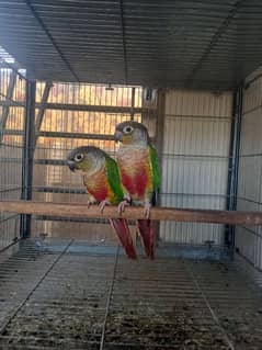 conure | pair | parrots | red factor | birds