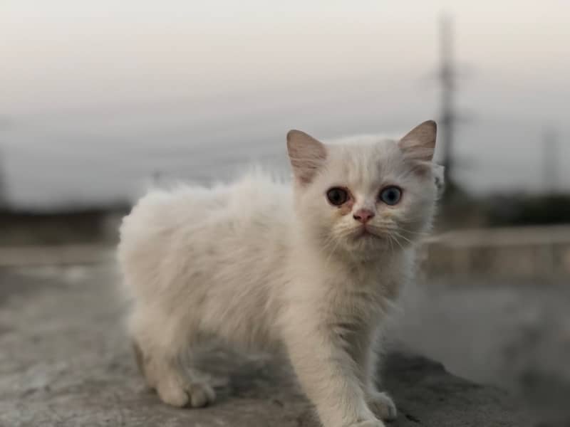 Persian Triple cot double eyes ( Male ) 0