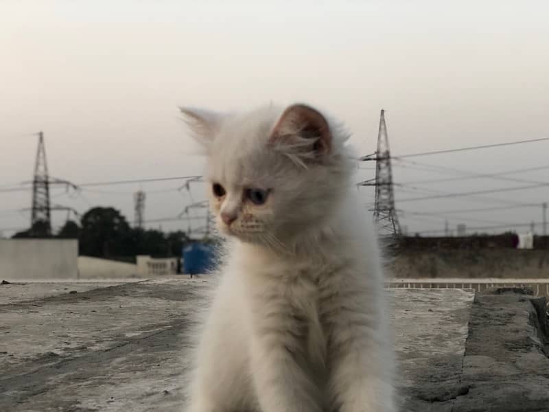 Persian Triple cot double eyes ( Male ) 2