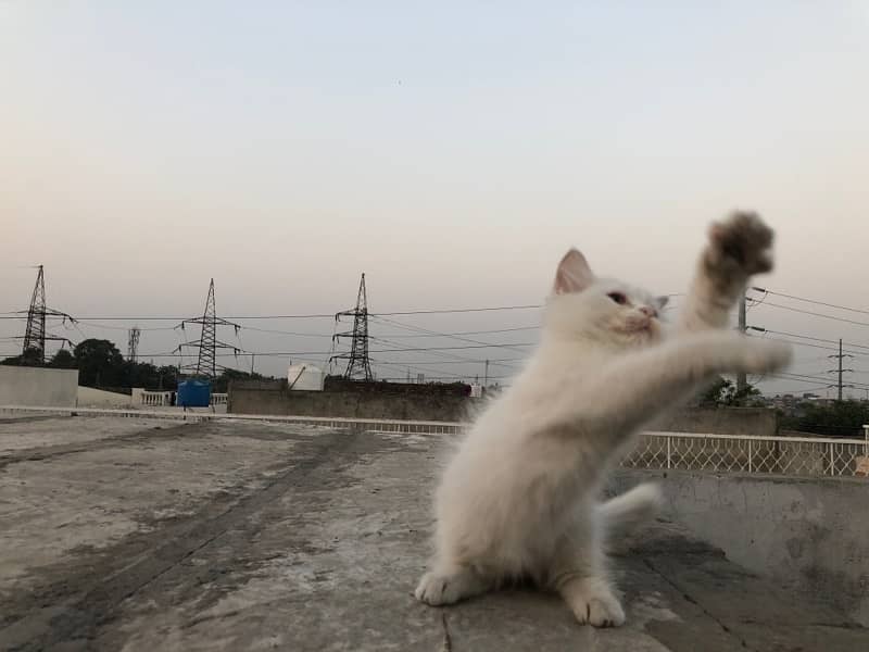 Persian Triple cot double eyes ( Male ) 3