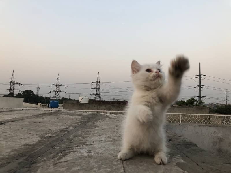 Persian Triple cot double eyes ( Male ) 5