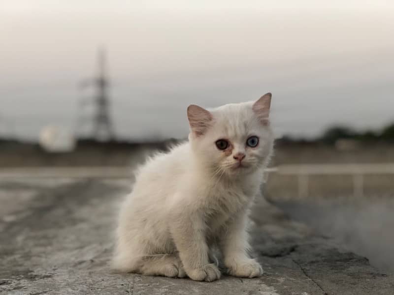 Persian Triple cot double eyes ( Male ) 6